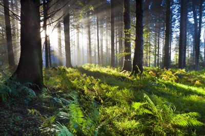Fotobehang De dageraad in het bos, verlicht door de zonnestralen.