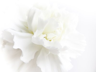 Sticker Witte bloemblaadjes