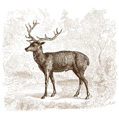 Sticker Deer - vintage engraved illustration - "Histoire naturelle" by Buffon and Lacépède published in 1881 France
