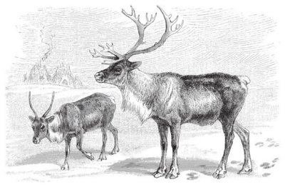 Sticker Reindeer (Rangifer tarandus) / vintage illustration from Meyers Konversations-Lexikon 1897