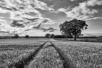 Fotobehang Zwart-wit veld