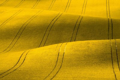 Fotobehang Lentelandschap met geel koolzaadveld in de natuur
