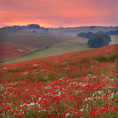Fotobehang Bloemenveld bij zonsondergang