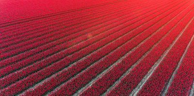 Fotobehang Veld met rode tulpen in Nederland