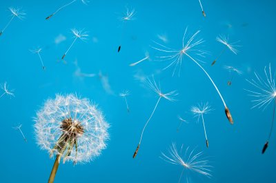 Poster Witte bloemen opgeheven naar de hemel