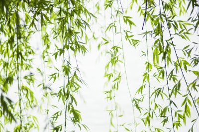 Sticker Wilg bladeren