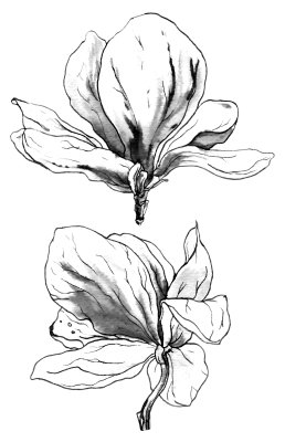 Sticker Schets van twee bloemen