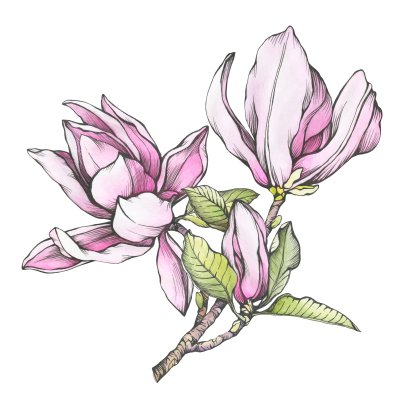 Sticker Tekening van een roze magnolia