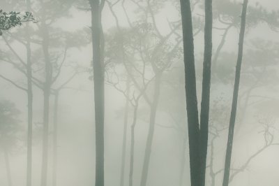 Sticker Phoo soi dao Thailand