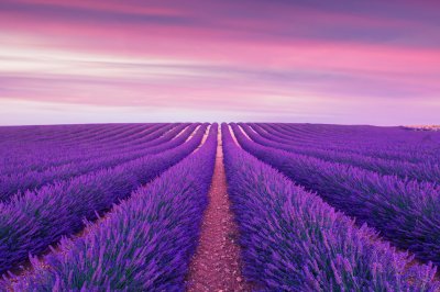 Fotobehang Veld met paarse lavendel