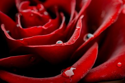 Fotobehang Rode rozenblaadjes en druppels