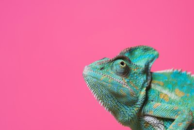Sticker Vergrote weergave van schattige kleurrijke exotische kameleon geïsoleerd op roze