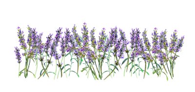 Sticker Purpere lavendelbloemen op een witte achtergrond