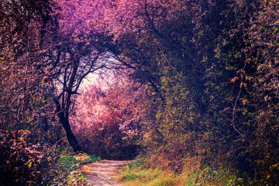 Fotobehang Prachtige natuur in een tuin