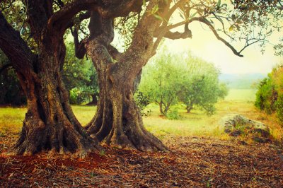 Fotobehang Mediterranean olive field. Olive tree in orchard, Olive harvest