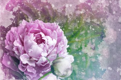 Fotobehang Peony op de oude muur