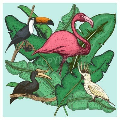 Poster Exoten en vogels in afbeeldingen
