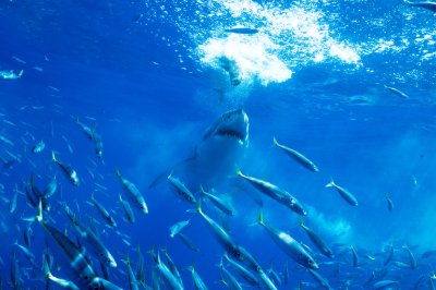 Fotobehang Haai en school vissen
