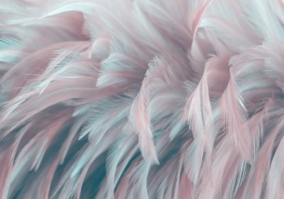 Fotobehang Image nature art of wings bird,Soft pastel detail of design,chicken feather texture,white fluffy twirled on transparent background wallpaper Abstract. Coral Pink color trends and  vintage.