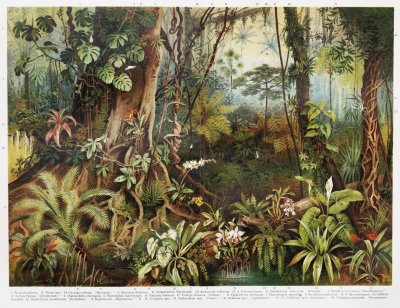 Fotobehang Vintage drawing of tropical forest plants from the beginning of 20th century period - Picture from Meyers Lexicon books collection (written in German language) published in 1908, Germany.