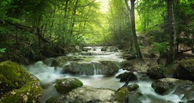 Fotobehang Rivier en stenen in een bos