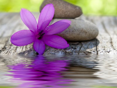 Fotobehang Paarse bloem en stenen