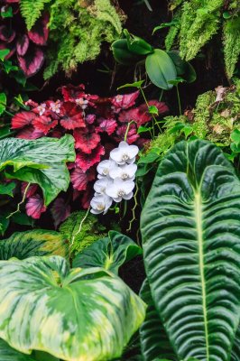 Fotobehang Tropische bloemen en bladeren