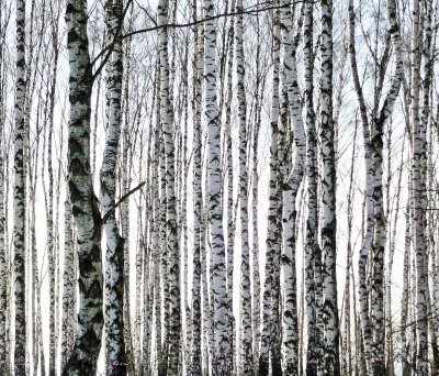 Fotobehang Berken met zwart-witte schors