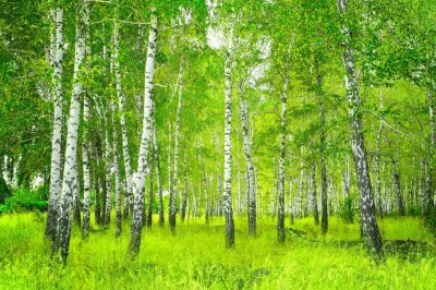 Fotobehang Prachtig landschap van een boom in een berkenbos