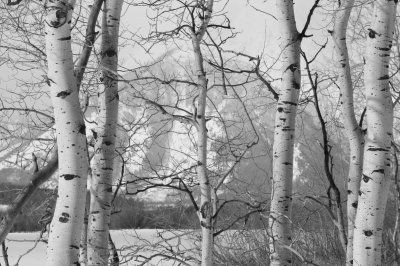 Fotobehang Zwart-wit foto met berken