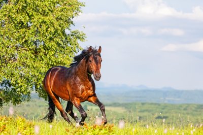 Fotobehang Zomerpanorama met een rennend paard