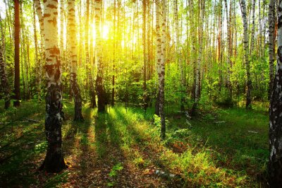Fotobehang Zonnestralen in een berkenbos