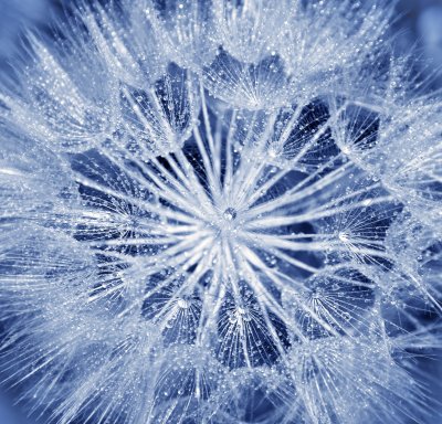 Fotobehang Blauwe zaden van paardenbloem