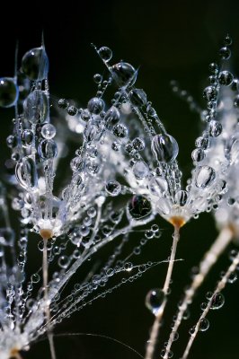 Fotobehang Close-up van paardenbloemen in de regen