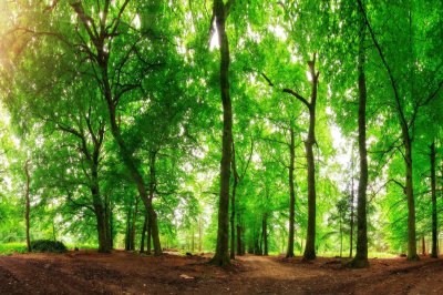Fotobehang Boslandschap op een zonnige dag