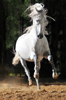 Fotobehang Andalusisch paard in de zomer