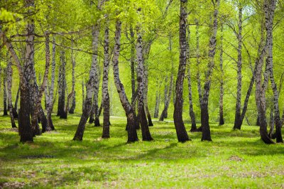 Fotobehang Groen gras en berken
