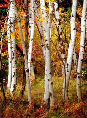 Fotobehang Witte berken in de herfst