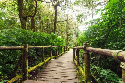 Fotobehang Brug over de tropen