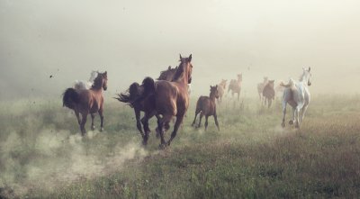 Fotobehang Galopperende paarden in de ochtend