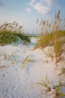 Fotobehang Strand en duinen met gras