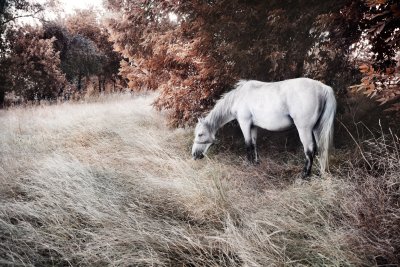 Fotobehang Herfstlandschap met een paard