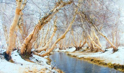 Fotobehang Berkenbomen hangend over een rivier