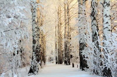 Fotobehang Winter in een berkenbos
