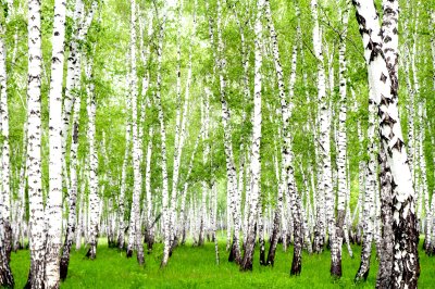 Fotobehang Berken in verzadigde kleuren