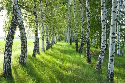 Fotobehang Berken geplant bij een veld