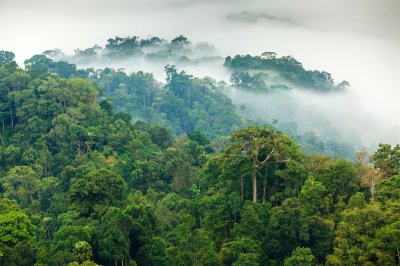 Fotobehang Jungle in de dichte mist