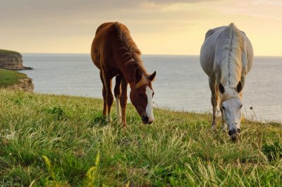 Fotobehang Grazende paarden