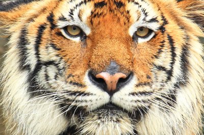 Fotobehang Portret van wilde tijger