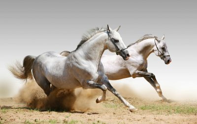 Fotobehang Renpaarden